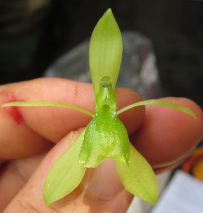 Epidendrum