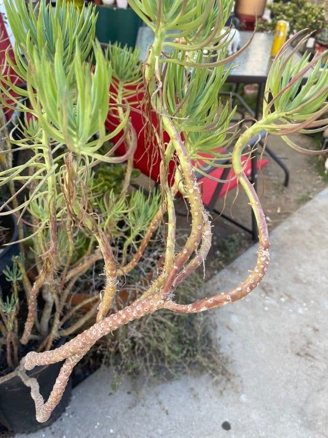 Dudleya 18