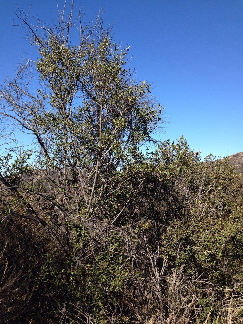 Dorniger Ceanothus 3