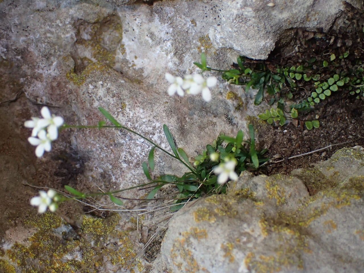 Coclearia sassifraga 24