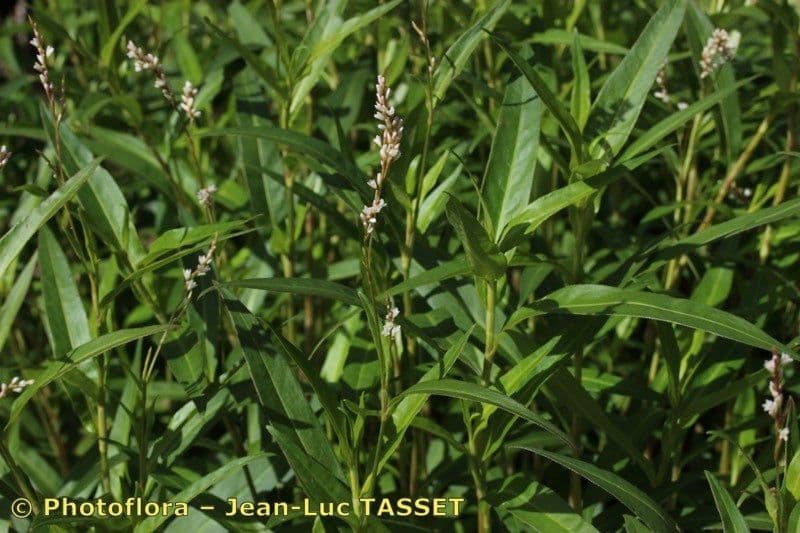 Persicaria ingannevole 7