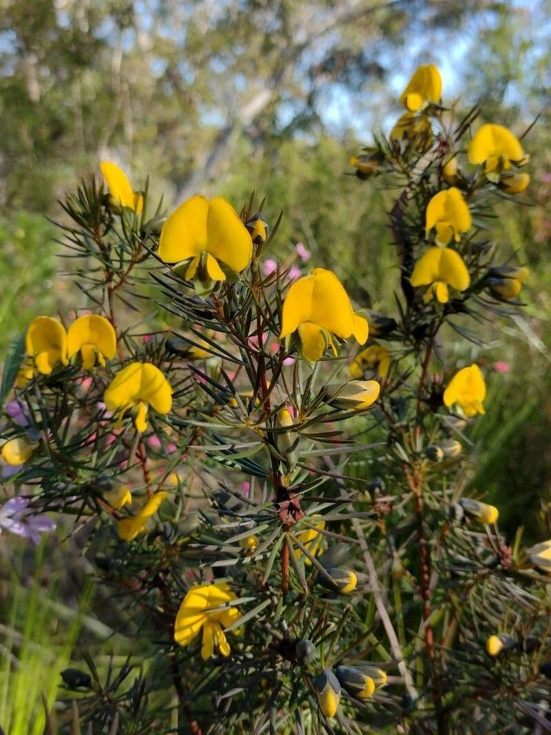 Gompholobium grandiflorum 4