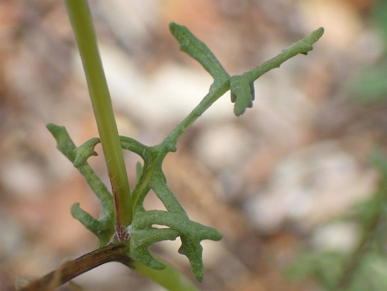 Senecio 19