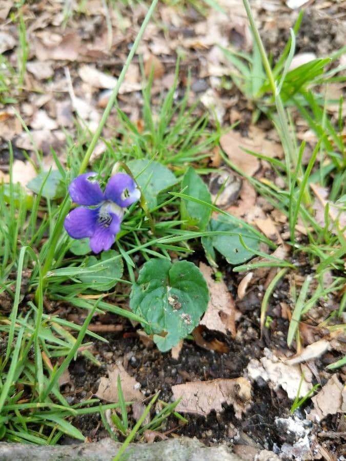 Viola americana 8