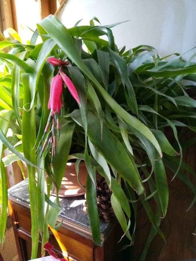 Billbergia pendula 9