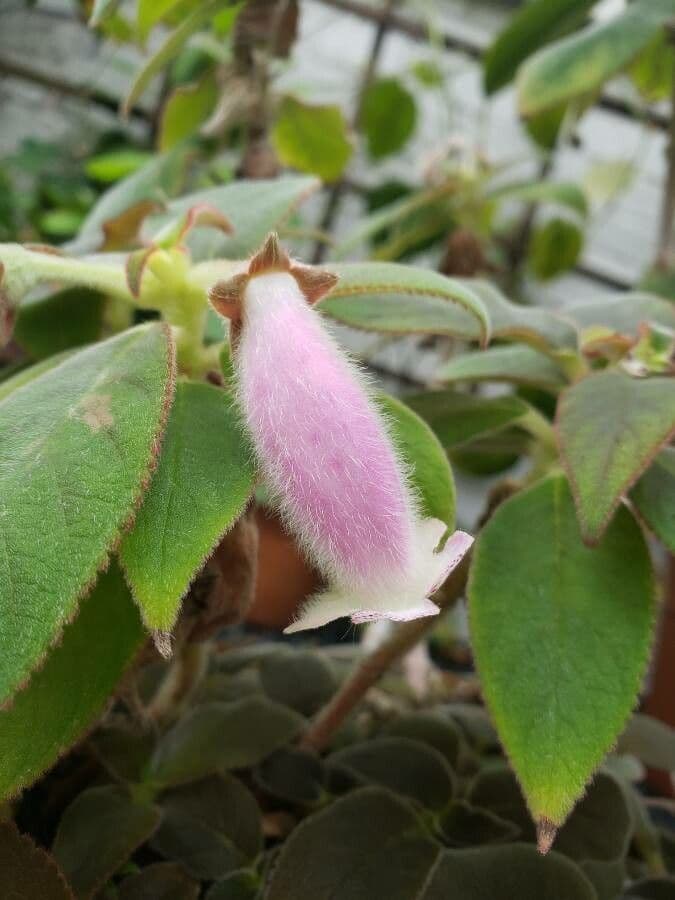 Kohleria pelosa 3