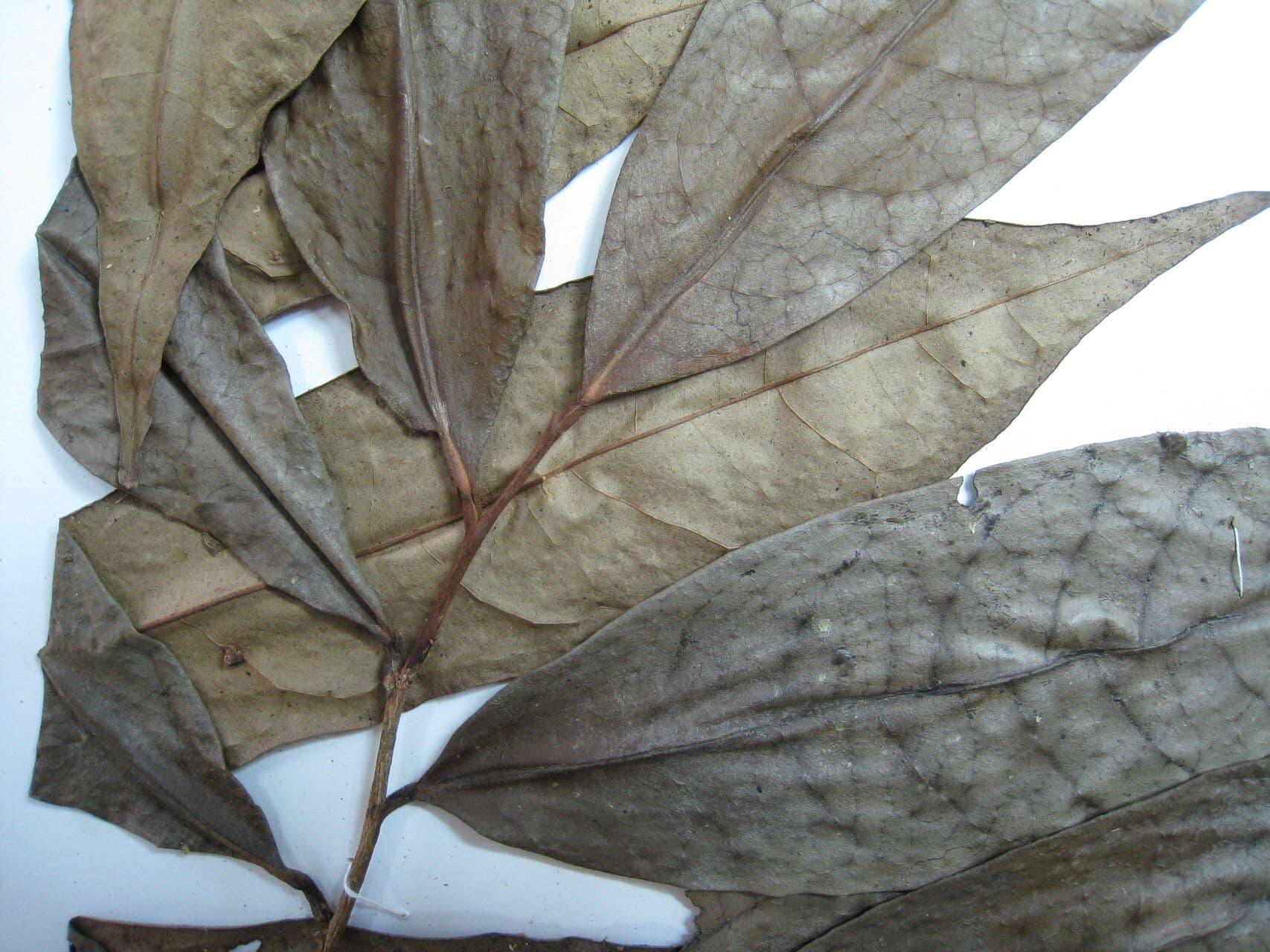 Anaxagorea 20