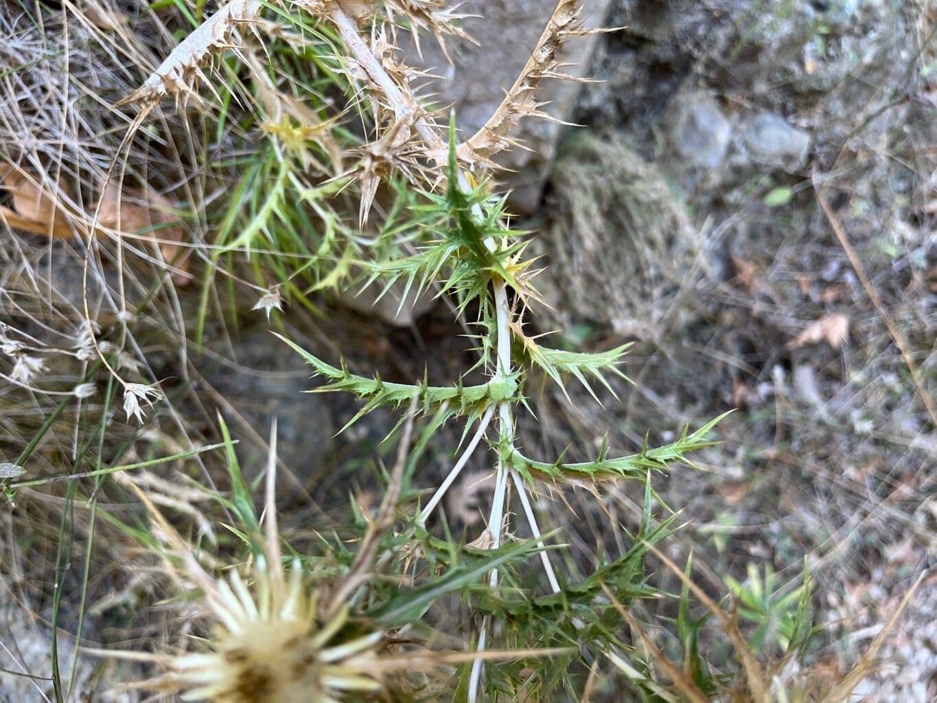 Kretische Eberwurz 10