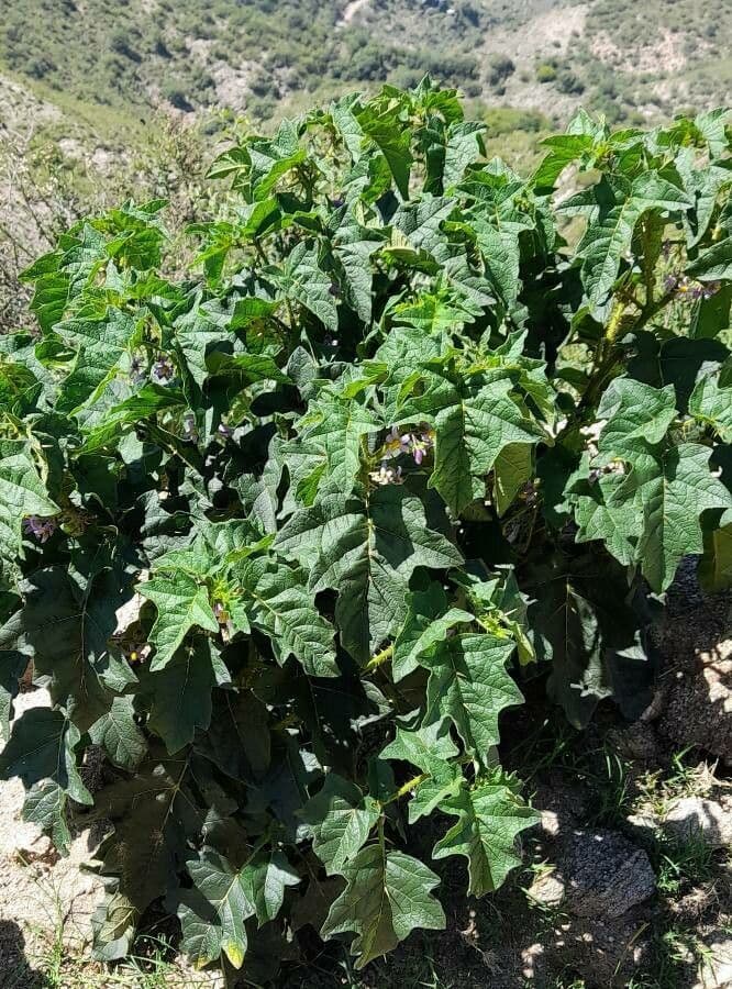 Psian palinacanthum 11
