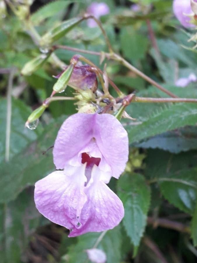 Drüsiges Springkraut 8