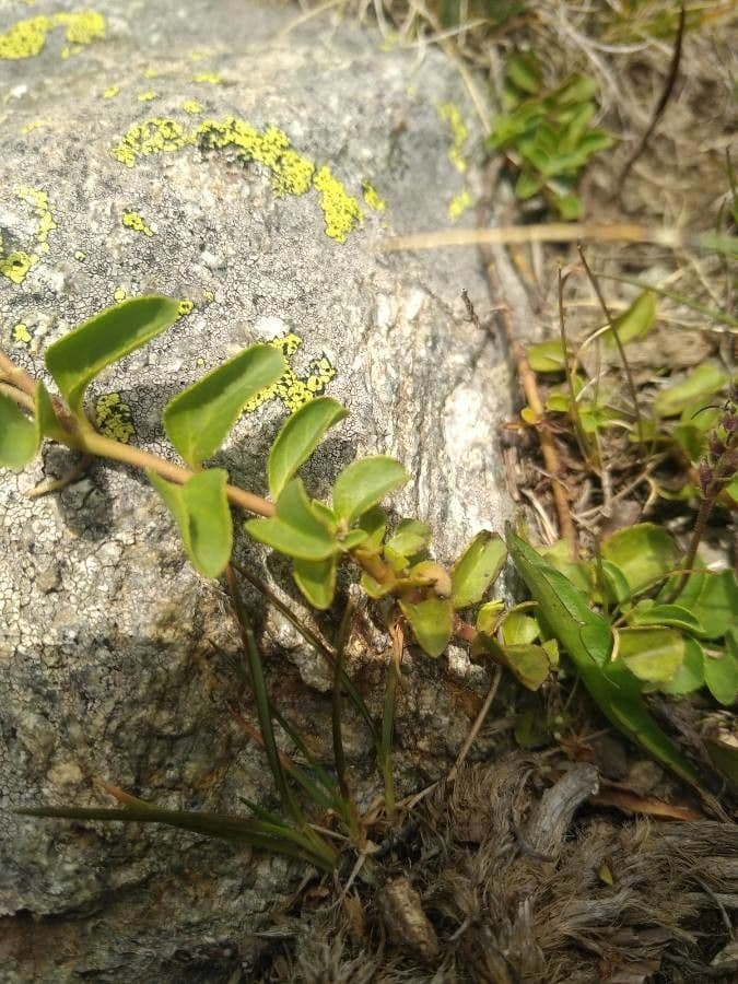 Veronica allionii 13