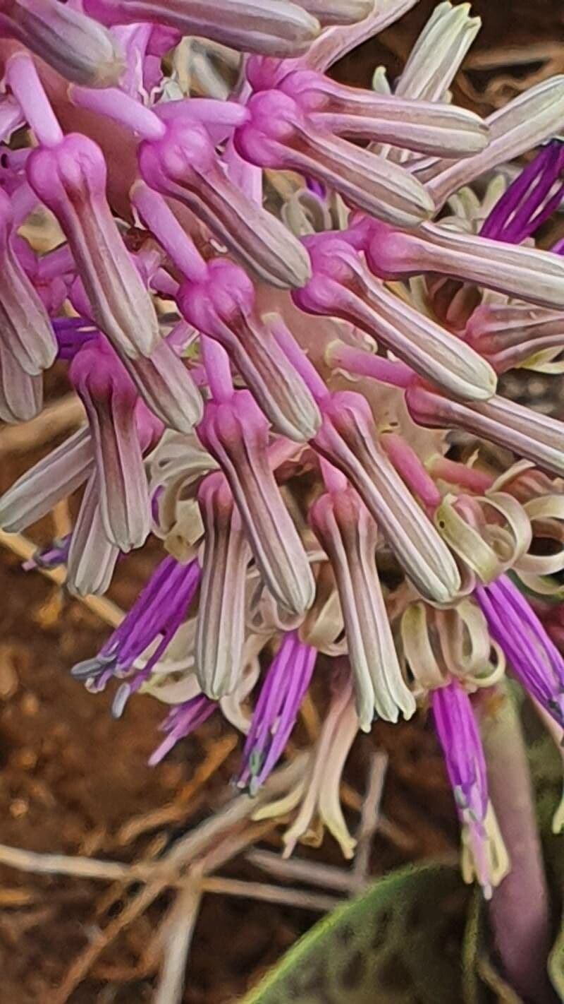 Ledebouria