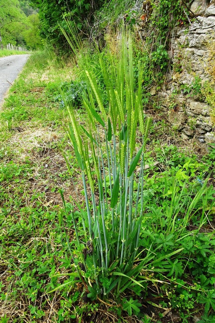 Orzo 14