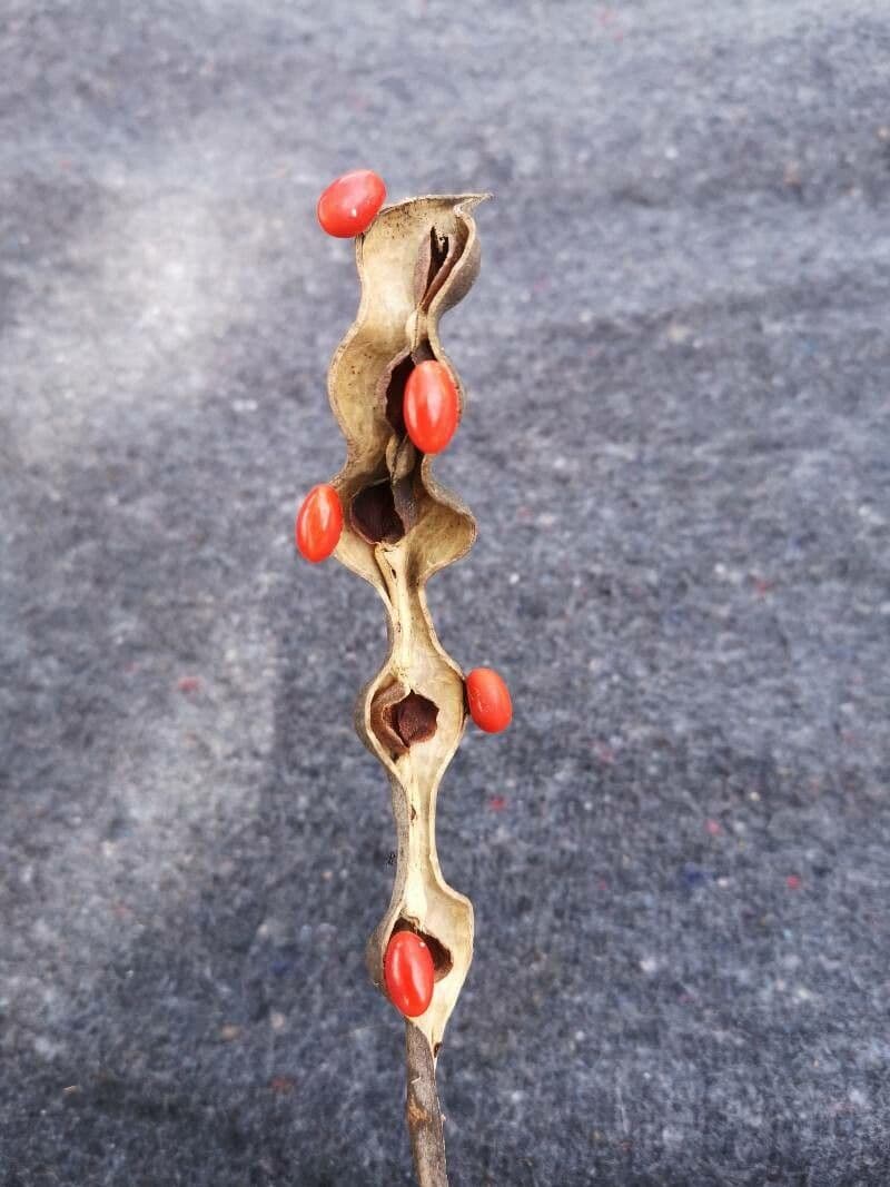 Albero corallo comune 5