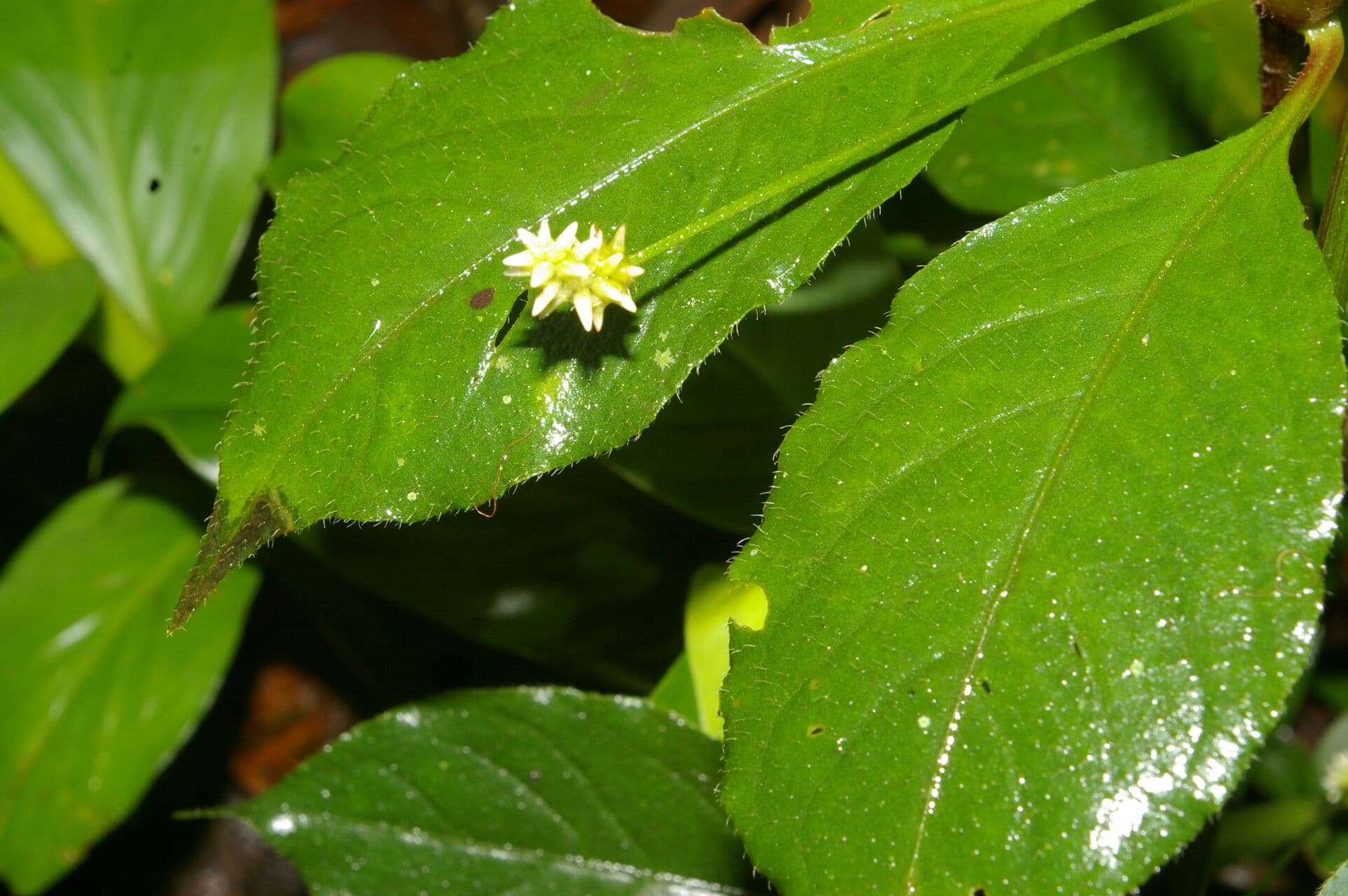 Alternanthera 6