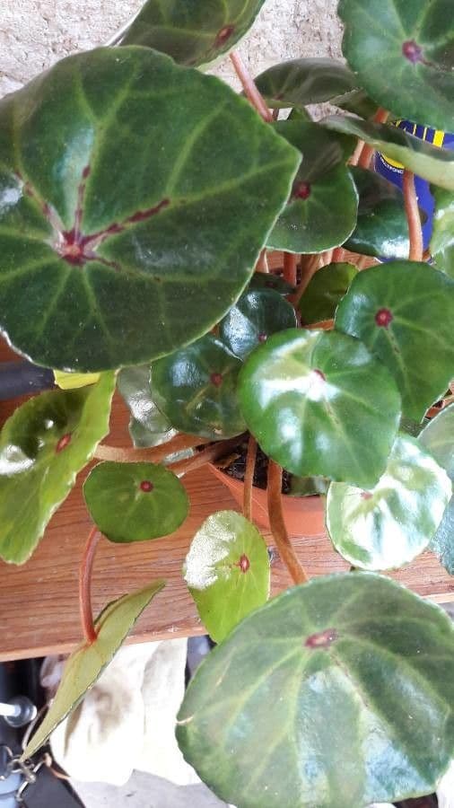 Begonia 4