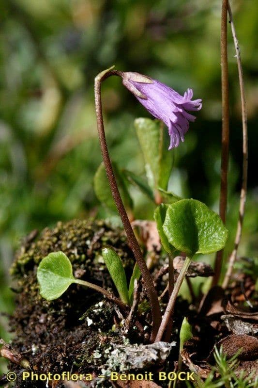 Zwerg-Glockenblume 10