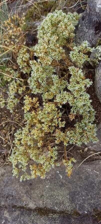 Centonchio perenne 11
