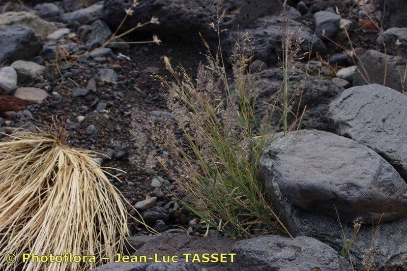 Teneriffa-Gras 10