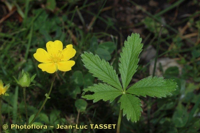 Potentilla pyrenaica 26