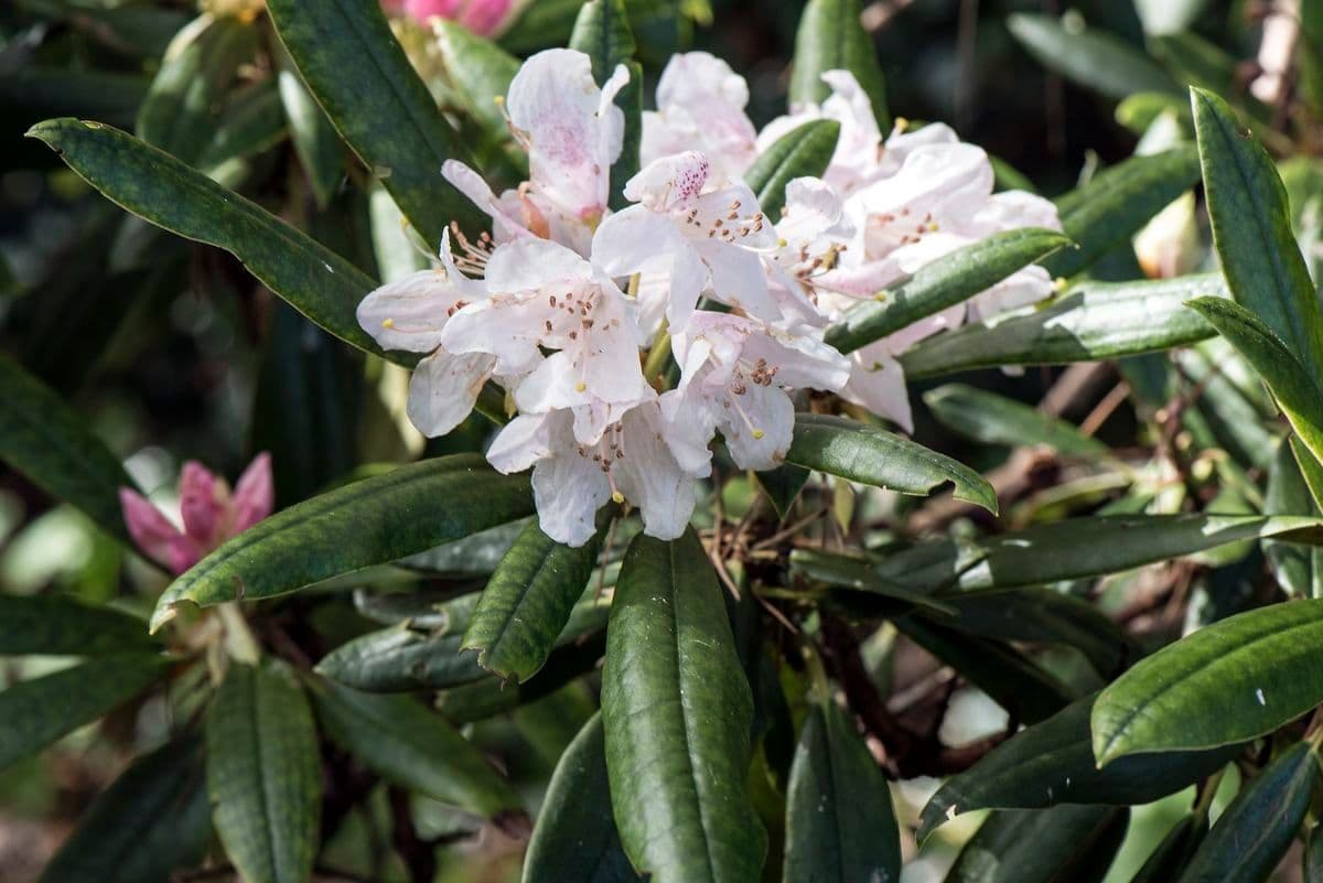 Rododendro