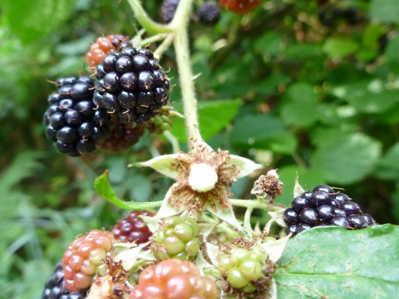 Mûron 2