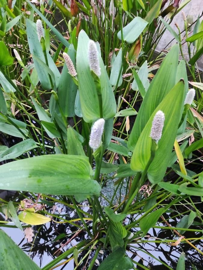 Pontederia 16