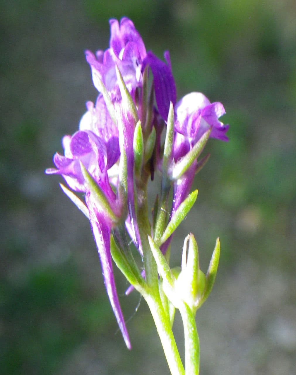 Lenec pelisseriana 3