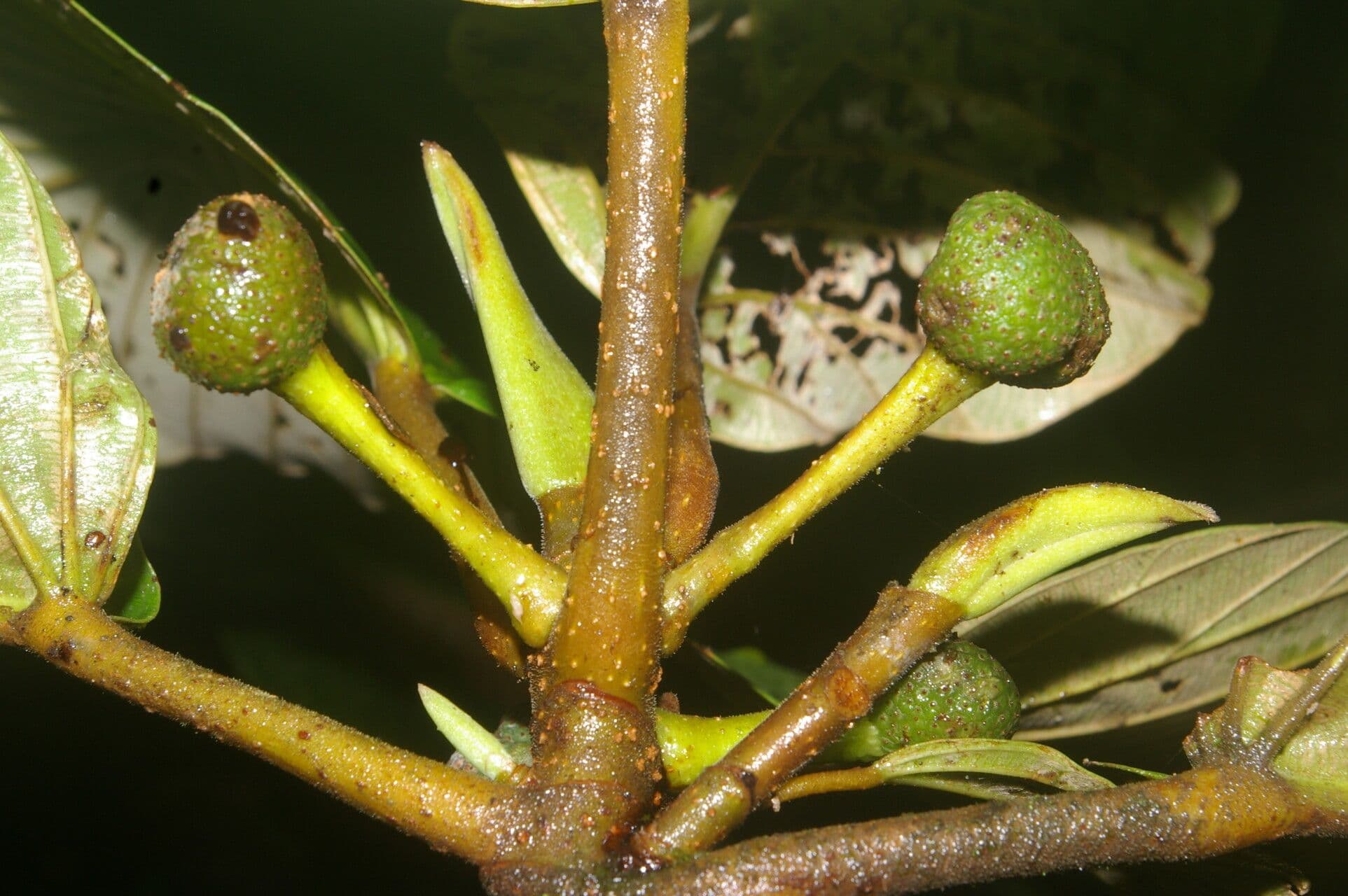 Coussapoa villosa 14