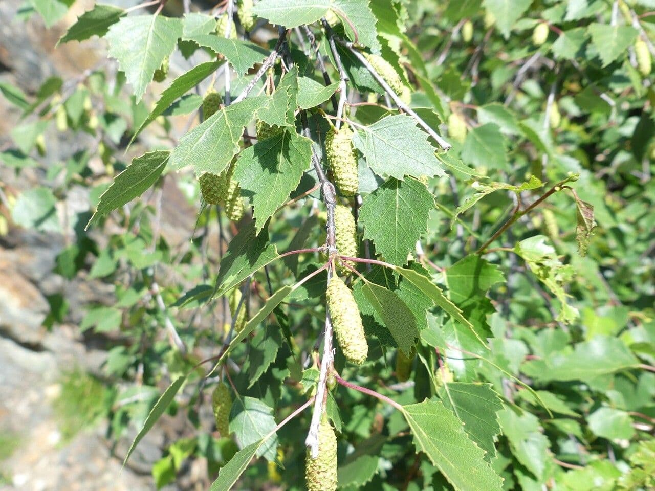 Betulla bianca