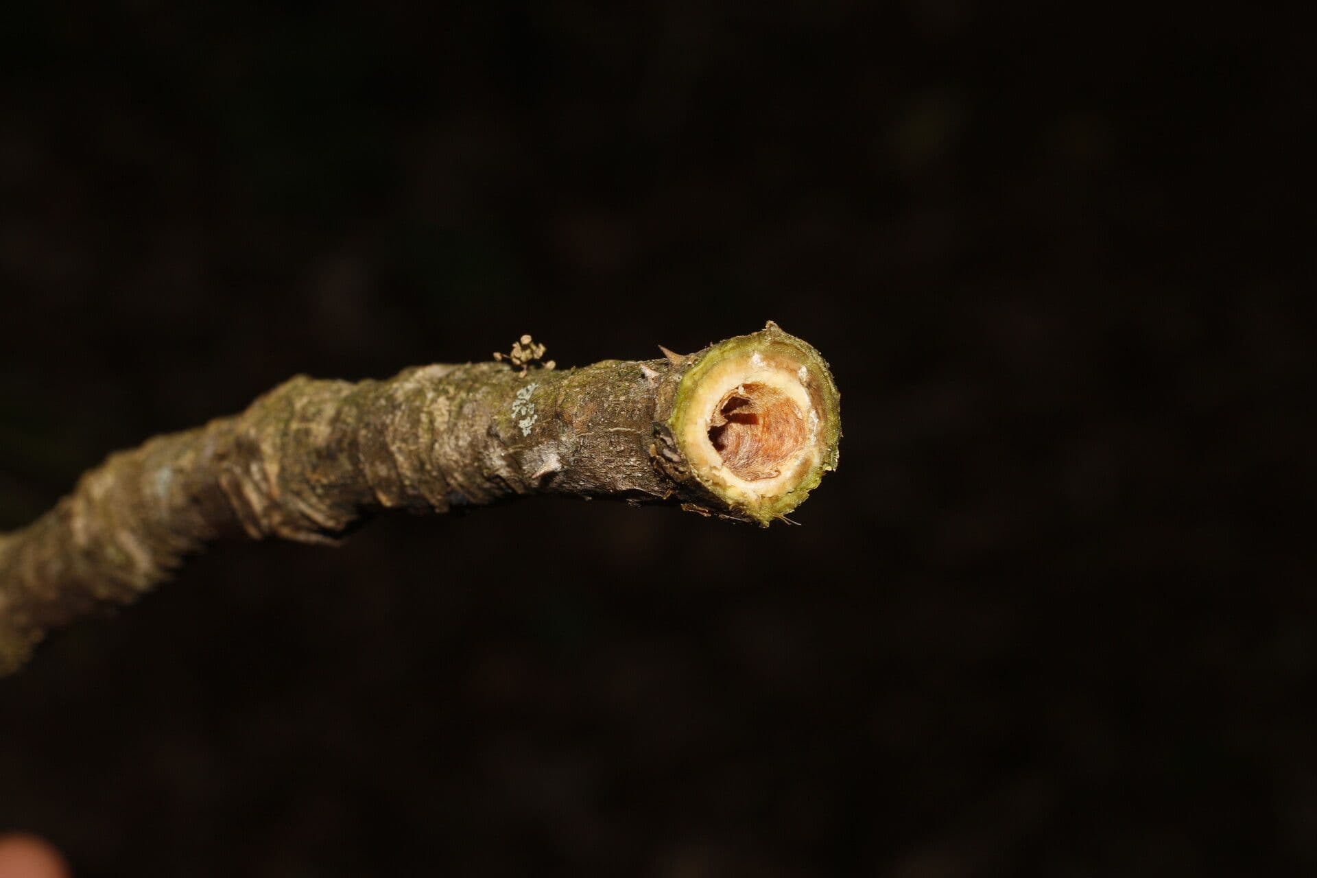 Zanthoxylum 20