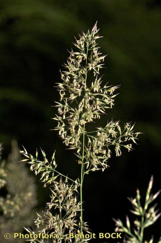Agrostis curtisii
