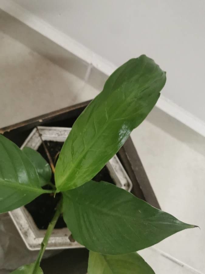 Spatyfylum 14