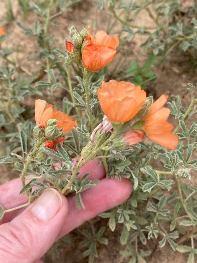 Sphaeralcea 4