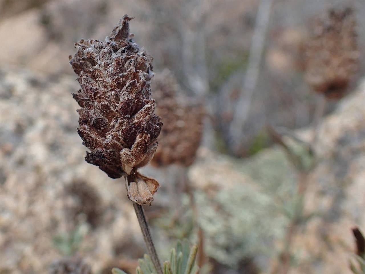 Lavanda selvatica