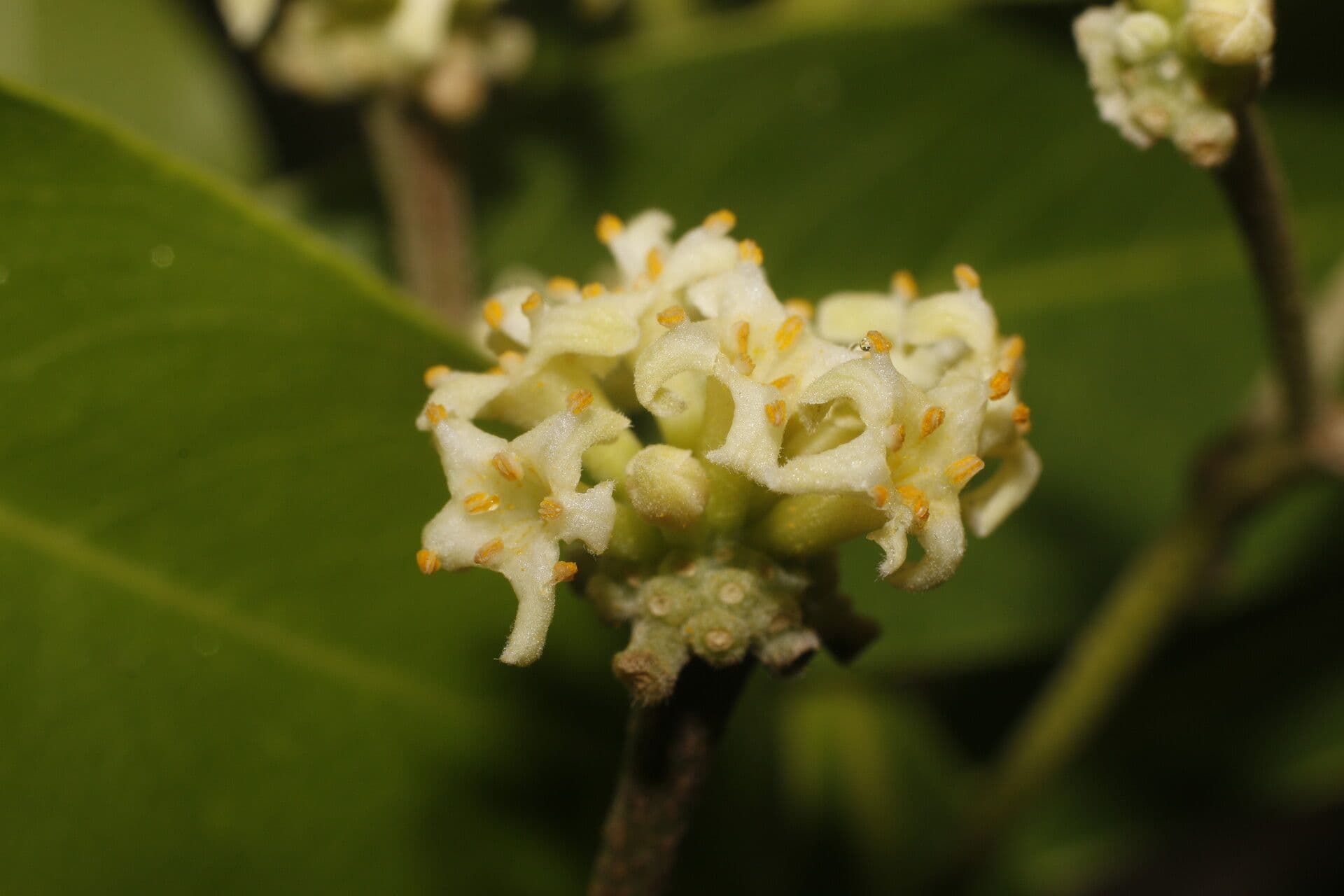 Daphnopsis americana 6