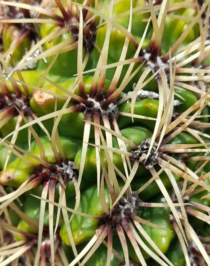 Cactus del mento 13