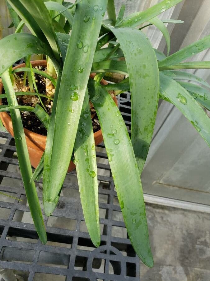 Nerine 13