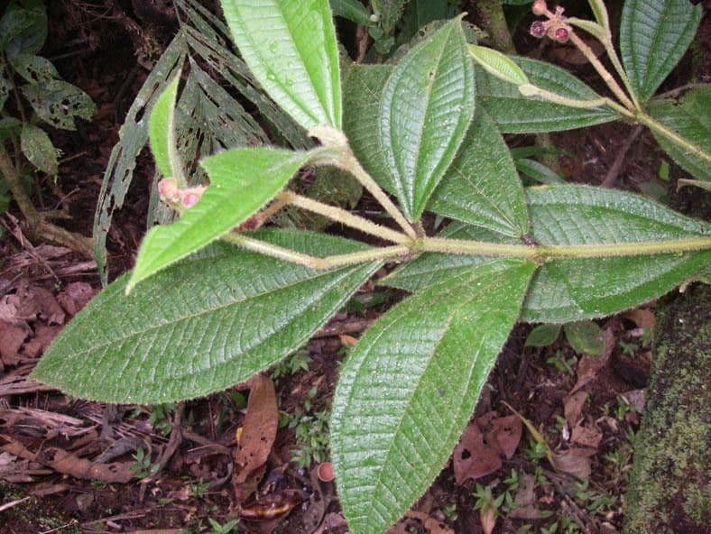 Miconia 7