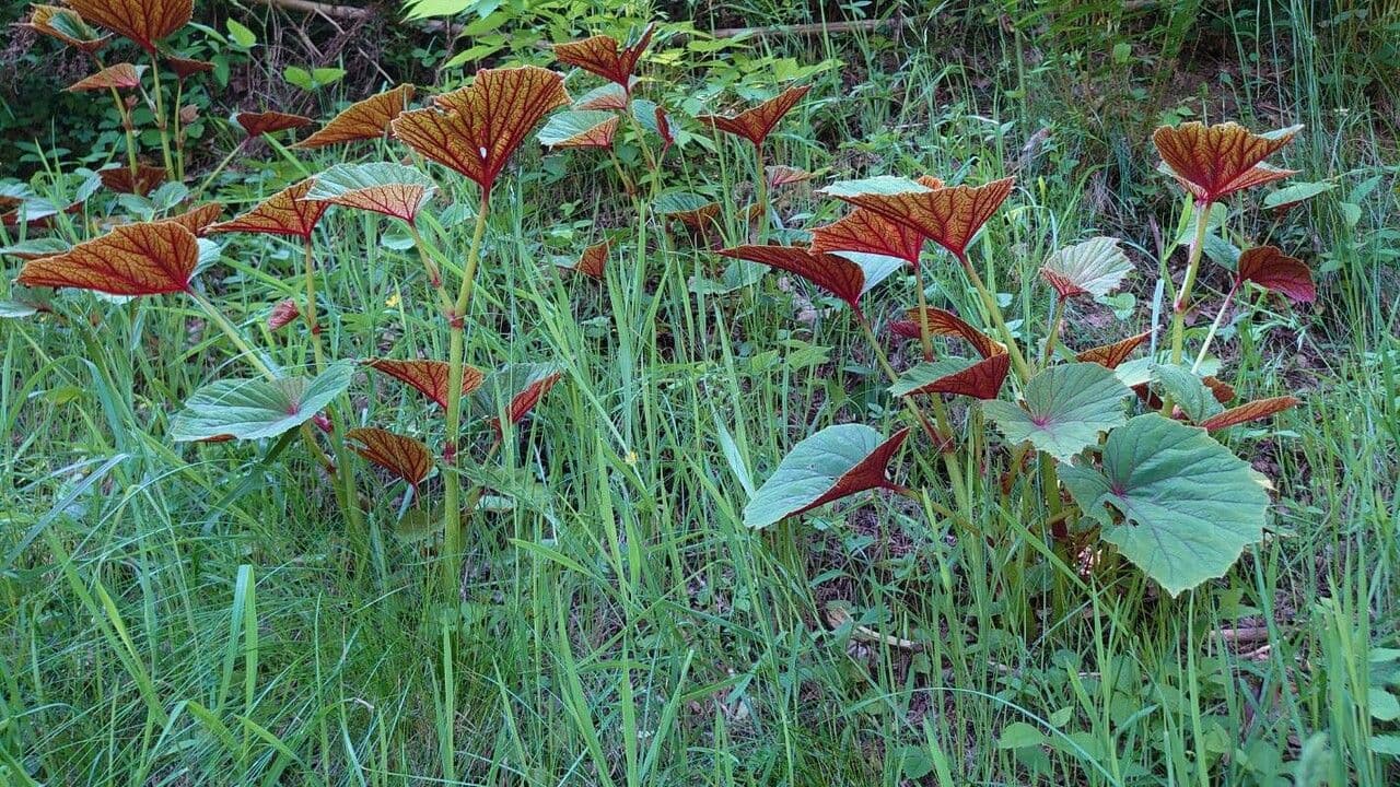 Begonia 11