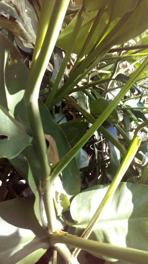 Monstera 8