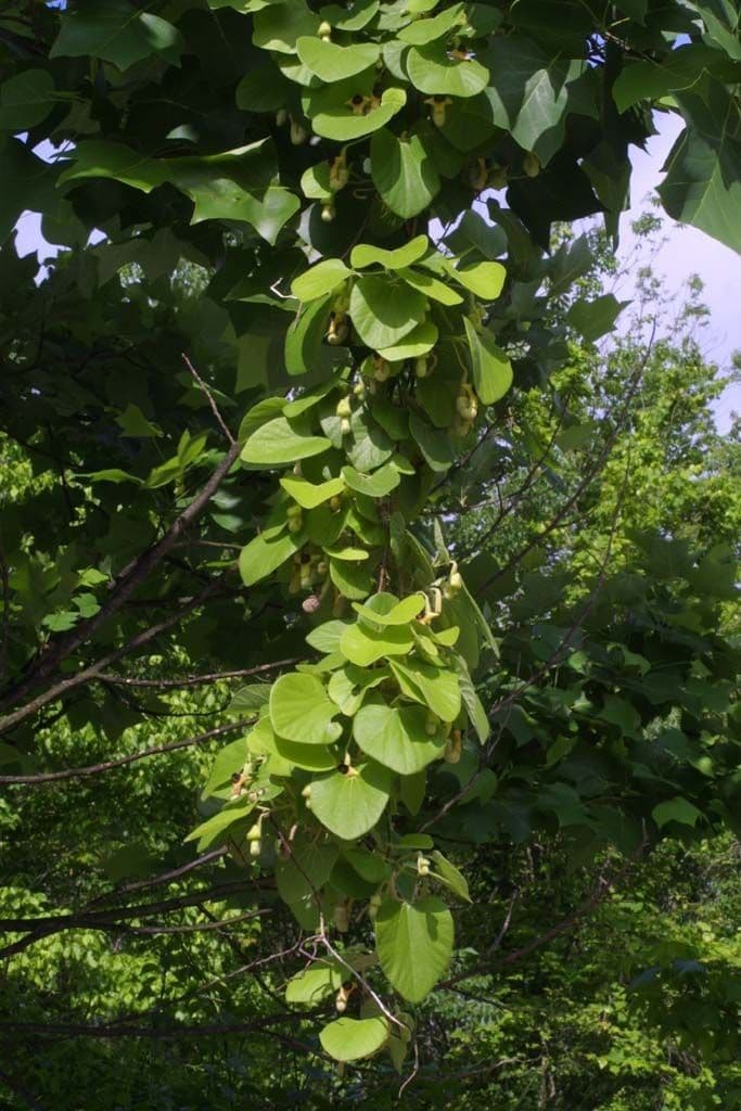 Aristolochia 8