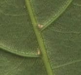 Quararibea 7