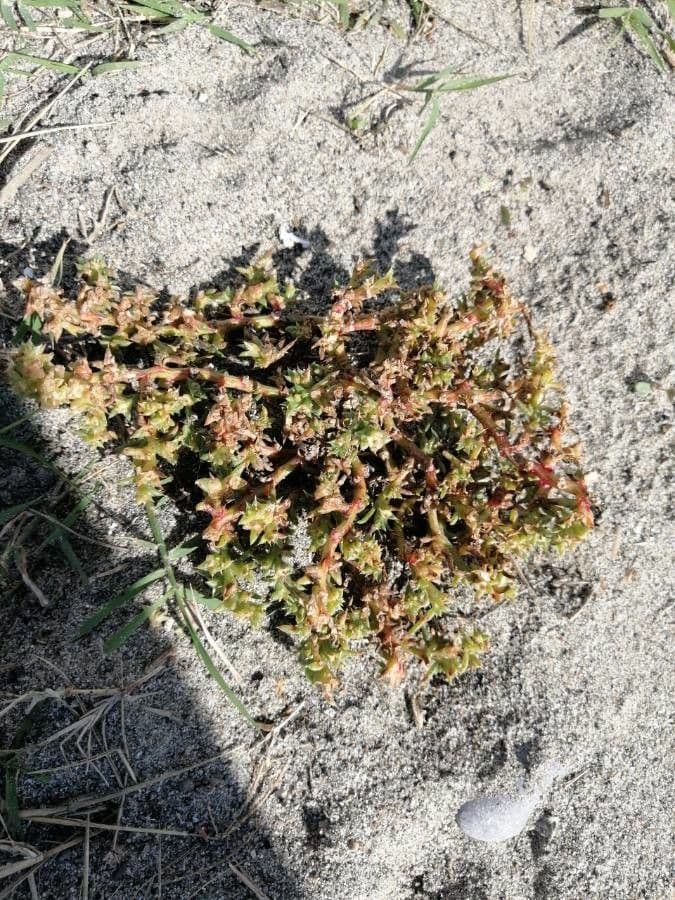 Sedum litorale 15