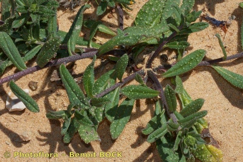 Echium 11