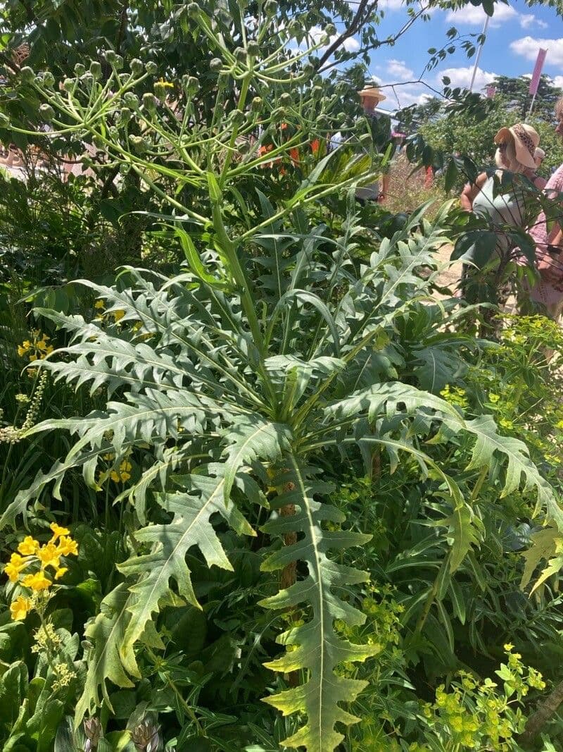 Strauchdistel 4