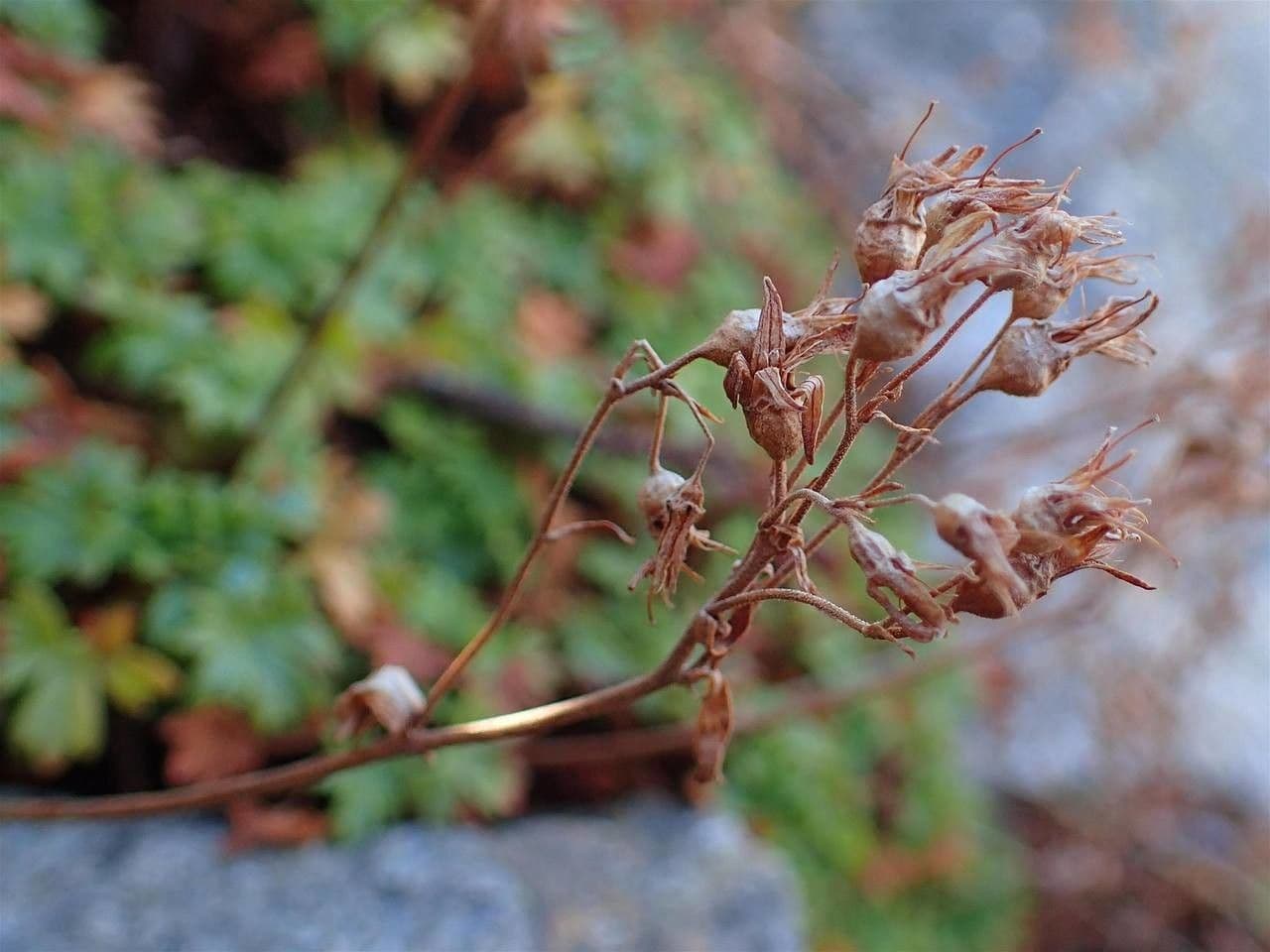 Geranienblättrige Steinbrech 3