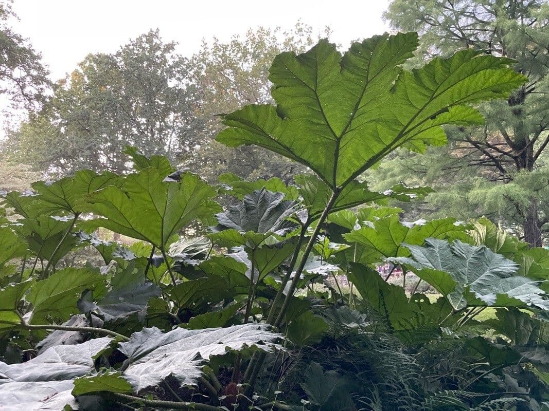 Gunnera tinctoria 15