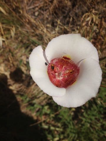 Calochortus venusto 7