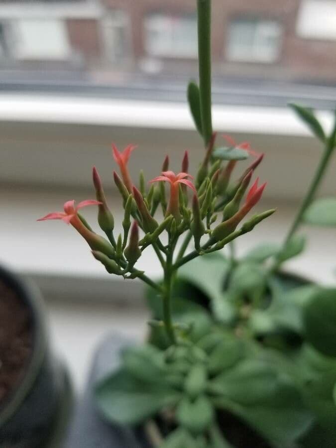 Rundblättrige Kalanchoe 2
